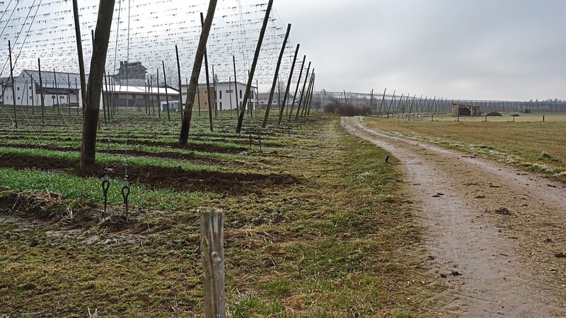 Dass manche Hopfengärten - so wie hier in der Verlängerung der Glaserstraße - immer näher an Feldwege heranrücken und die landwirtschaftlichen Fahrzeuge bei Wenden die Flutstraßen beschädigen, monierte der ehemalige Elsendorfer Bürgermeister Matthäus Faltermeier auf der Bürgerversammlung.