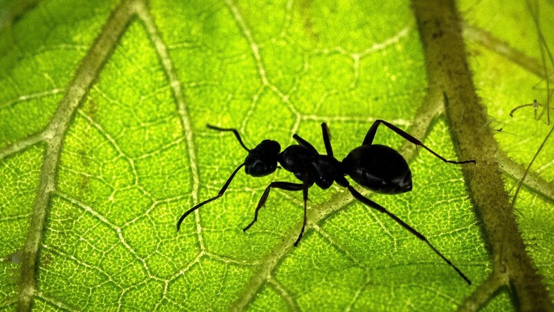 Vor allem wegen Ameisen sind die Kammerjäger oft im Einsatz.