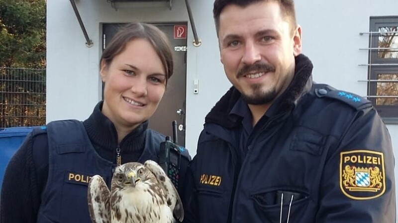 Ein Bussard hatte sich verletzt.