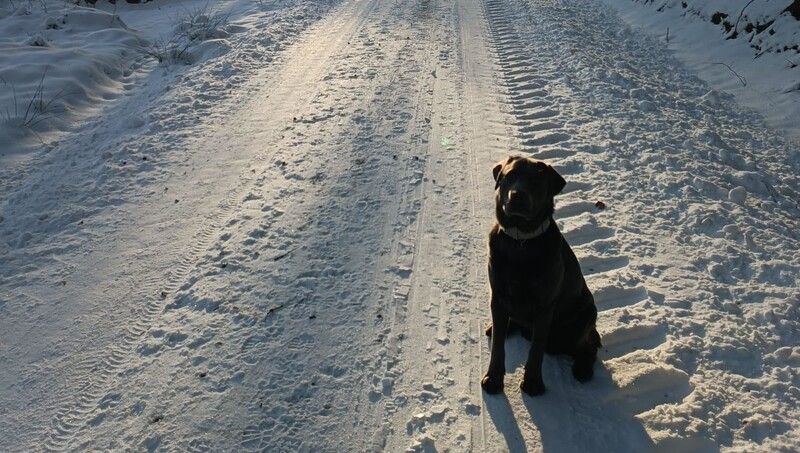 Auch Tiere lieben den Schnee. Der kam erst in der zweiten Januar-Hälfte.  