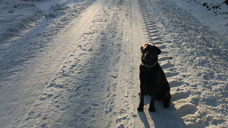 Auch Tiere lieben den Schnee. Der kam erst in der zweiten Januar-Hälfte.