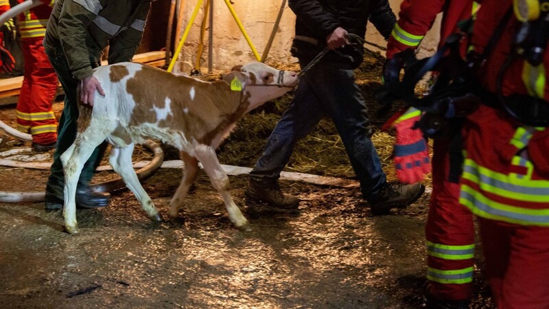 In einem Kuhstall ist Dienstagabend in Langquaid ein Feuer ausgebrochen.