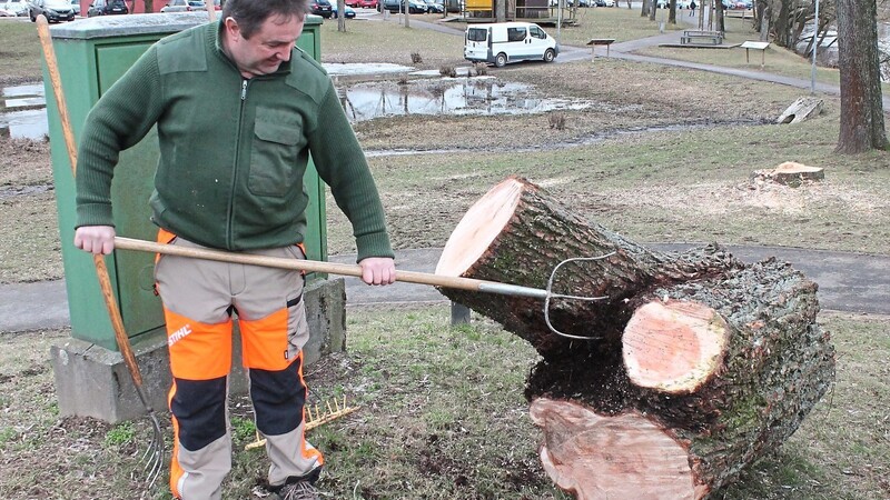 So sieht der Riss aus, der die ganze Weide durchzogen hat. Wenn Wasser hineindringt, fault der Baum von innen heraus.