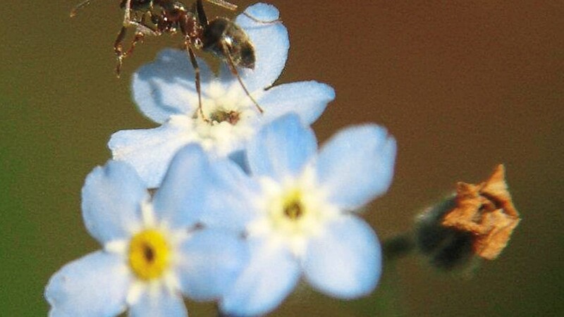 Sollen vordringlich geschützt werden: Insekten.