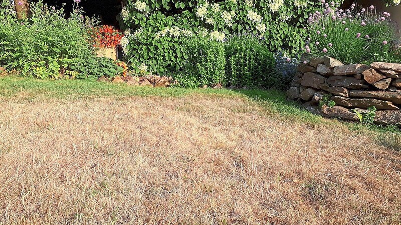 Brauner Rasen, blühende Blumenbeete: Bei der derzeitigen Trockenheit muss der Gartenbesitzer eben Prioritäten setzen.