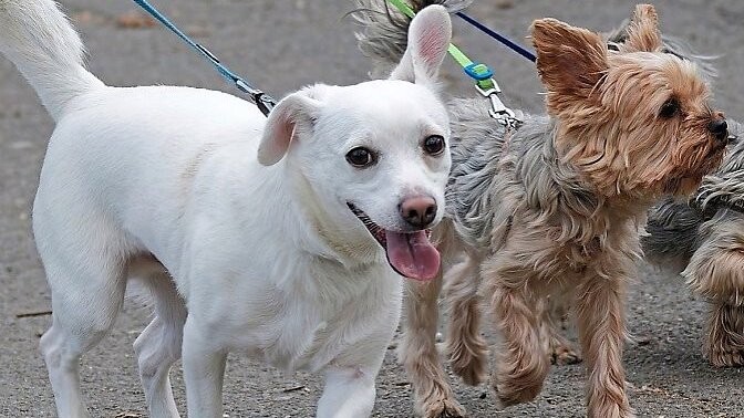 Wenn Bello Gassi geht, sollte Herrchen einen Beutel für den Hundekot bei sich haben und diesen bestenfalls nicht an Ort und Stelle einfach wegwerfen.