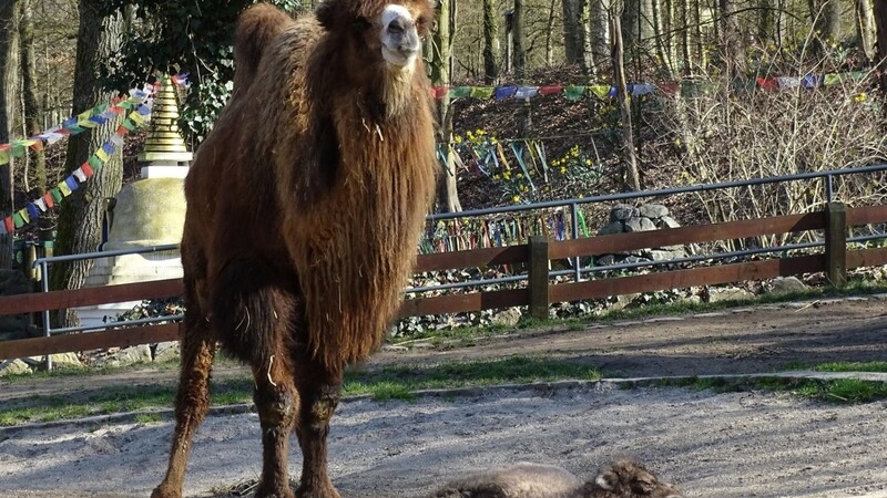 Momentan ist Trampeltier-Baby Nepomuk noch etwas wacklig auf den Beinen.