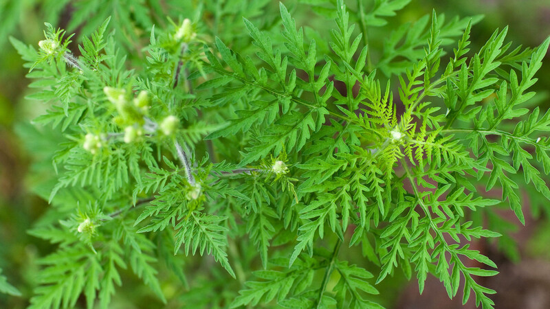 Das saftige Grün der Ambrosia, auch Beifuß-Ambrosie genannt, gefiel einer Seniorin aus Bad Kötzting besonders gut. Nach einer allergischen Reaktion weiß sie, dass die Blätter und Blüten mit Vorsicht zu genießen sind.