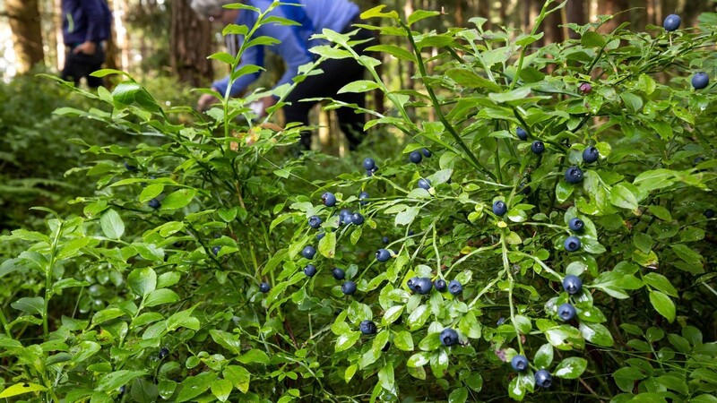 Viele sind früher zum "Hoiwa brocka", also zum Heidelbeeren pflücken, in die Wälder ausgeschwärmt - entweder um den eigenen Speisezettel aufzubessern oder um sich mit dem Verkauf etwas dazuzuverdienen.