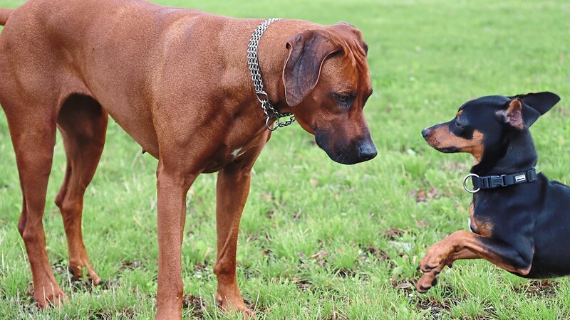 Alle Hunde brauchen Training - egal wie groß oder klein sie sind.