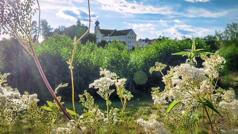 Das Bild zeigt den Altensdorfer Bach bei Oberroning.