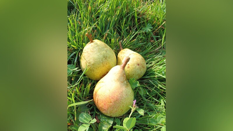 Birnen aus dem eigenen Garten: Die Stadt verschenkt an ihre Bürger Obst- und andere Laubbäume.