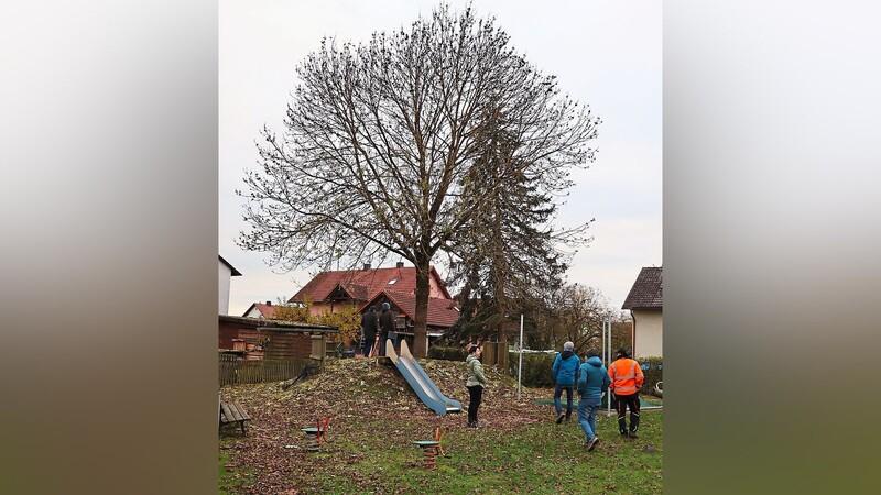 Der Baum im Spielplatz Maisteig bereitete dem Umweltausschuss des Stadtrats Kopfzerbrechen.