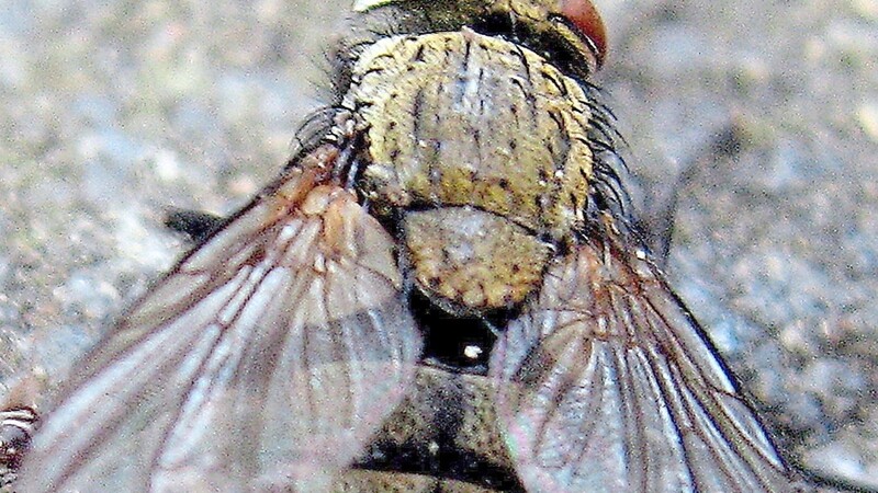 Lästig oder nützlich? Fliegen haben durchaus auch ihre guten Seiten, betont BN-Ehrenvorsitzender Paul Riederer. Er sieht vor allem ihren Wert als Nahrung für andere Tierarten.