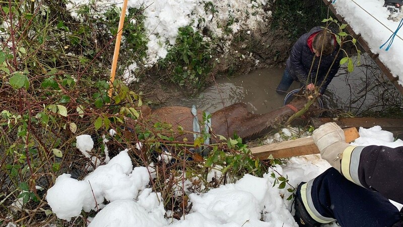 In Liepolding bei Bogen ist vor wenigen Wochen ein Pferd in einen Graben gerutscht. Dort hat es sich so unglücklich verkeilt, dass es sich allein nicht mehr befreien kann.