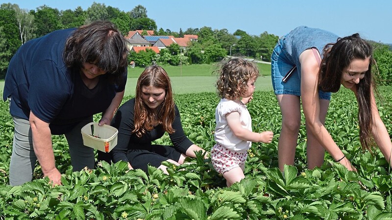 Angelika Wimmer mit ihren Töchtern Mirijam und Theresa (r.) sowie Enkelin Celina auf dem Erdbeerfeld. Ohne die Hilfe der ganzen Familie wäre die viele Arbeit nicht zu bewältigen.