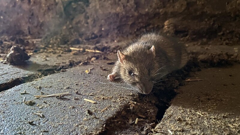 Ratten sind eine Plage - auch in Straubing soll die Zahl der Nager dezimiert werden.