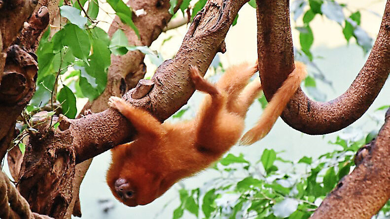 Essen und Klettern gehört zum Alltag der Goldenen Löwenäffchen im Straubinger Zoo. Auf dem Speiseplan stehen auch Heuschrecken, die sie den Tierpflegern aus der Hand fressen.  Fotos: Franziska Eisenreich