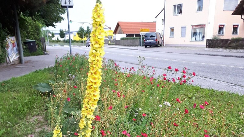 Königskerze an der Bahnhofstraße.