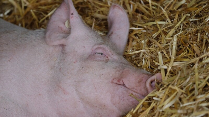 Strohhaltung bedeutet mehr Tierwohl, doch die Aufstockung der Sauen erschreckt den Osterhofener Bauausschuss.