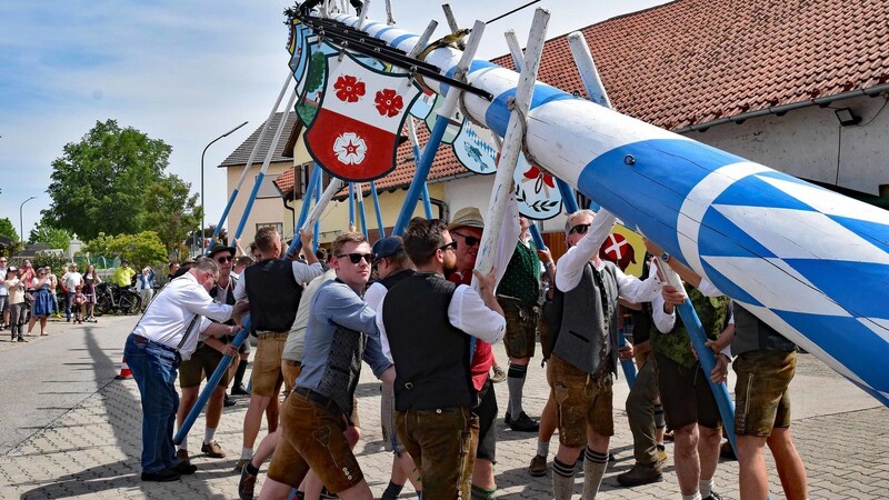 Beim Aufstellen des frisch aus dem Facelifting zurückgekehrten Maibaums in Thonstetten war Muskelkraft gefragt.