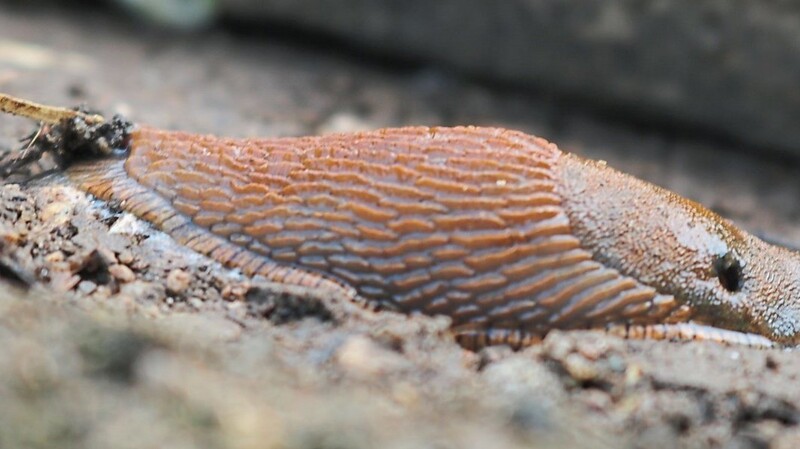 Die spanische Wegschnecke versteckt sich gern, wo es feucht ist. Am liebsten unter alten Brettern. Dort wartet sie, bis es feucht genug ist, um rauszukommen und zu snacken.