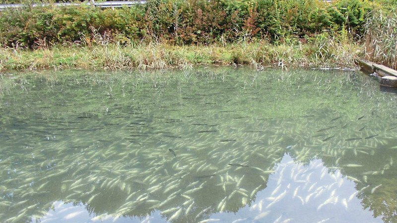 In den Zuchtbecken treiben am Dienstag die verendeten Fische.