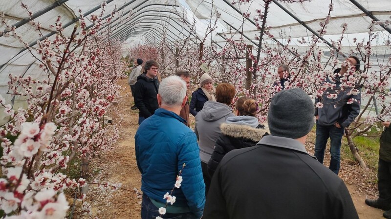 Aprikosenblüte im Frühjahr im geschützten Tunnel.