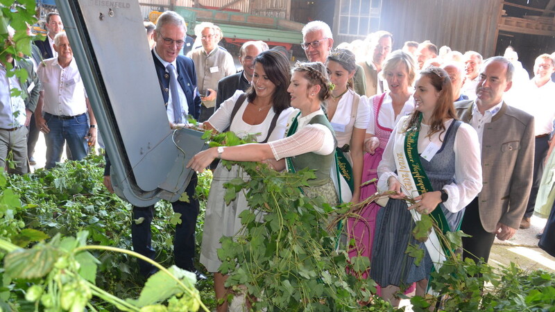 Mit dem Einhängen der Reben gab Landwirtschaftsministerin Michaela Kaniber den offiziellen Start zur Hopfenernte in der Hallertau.