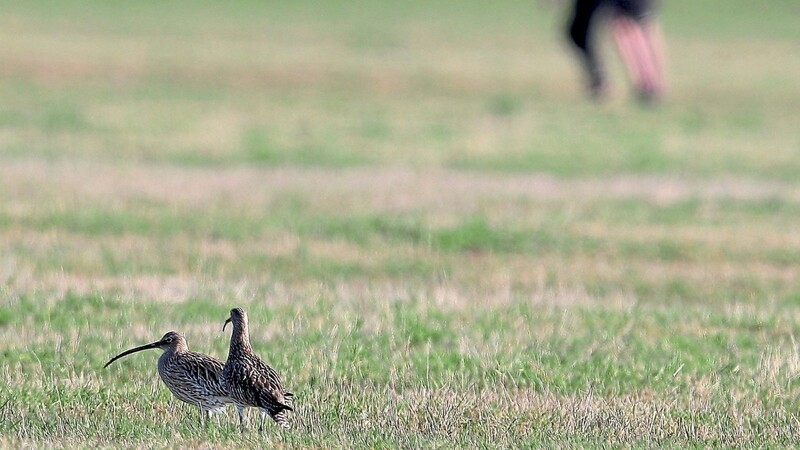 Vom Großen Brachvogel wurden in der unteren Au nur noch zwei Brutpaare entdeckt. Während der Brutzeit reagieren die Tiere sehr sensibel auf Störungen.