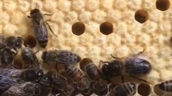 Eifrig sind die Bienen daran, sich um die Waben zu kümmern.