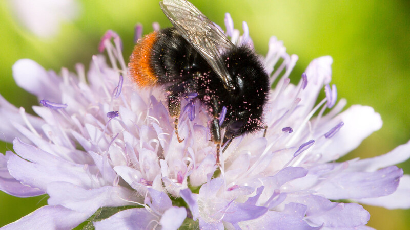 Eine Steinhummel labt sich an einer Witwenblume und bestäubt sie nebenbei.