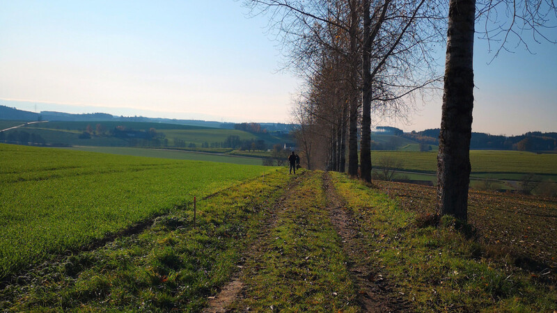 Die Baum-Allee prägt die Landschaft in diesem Teil der Gemeinde Baierbach.