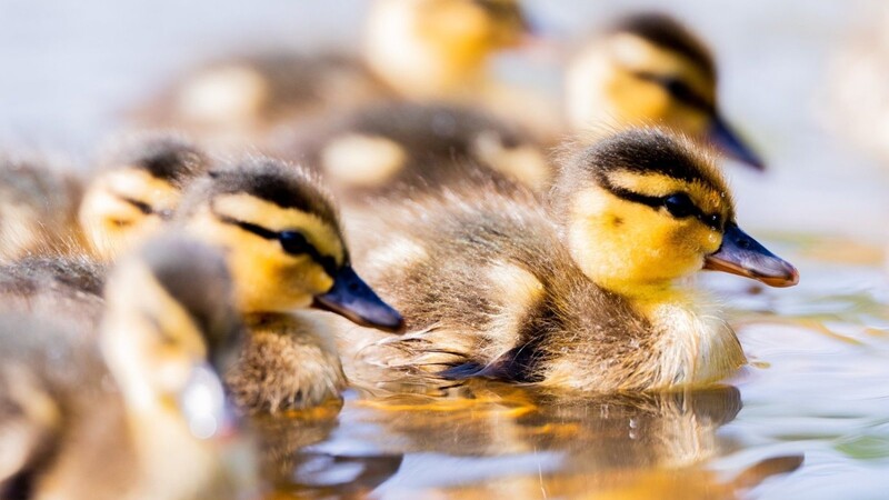 Frisch geschlüpfte Stockentenküken schwimmen auf einem Teich. In Coburg hat die Polizei mehrere Entenküken gerettet (Symbolbild).