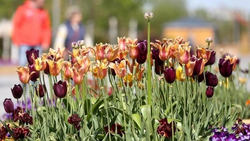 Die geplante Bayerische Landesgartenschau in Freyung wird um ein Jahr nach hinten verschoben. (Symbolbild)