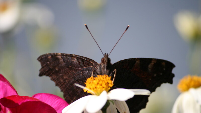 Schau mir in die Augen Kleines _ seit Jahren eine beliebte Balkonpflanze und ein echter Leckerbissen für Schmetterling, Biene und Co. ist Bidens.