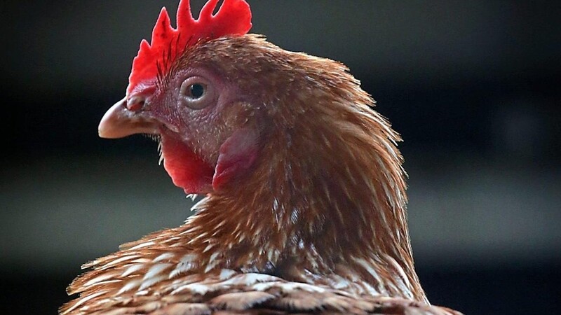 Die letzte Überwachungszone nach Fällen von Geflügelpest im nördlichen Landkreis Landshut war bei Pfeffenhausen. Der Landkreis Kelheim hebt die Maßnahmen nun auch auf. (Symbolbild)