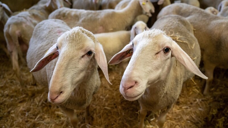 Unternehmen - vor allem in der Landwirtschaft, dem Handel und im Bau - haben ihre Preissteigerungen dazu genutzt, Gewinne auszuweiten, sagt ifo-Forscher Joachim Ragnitz.