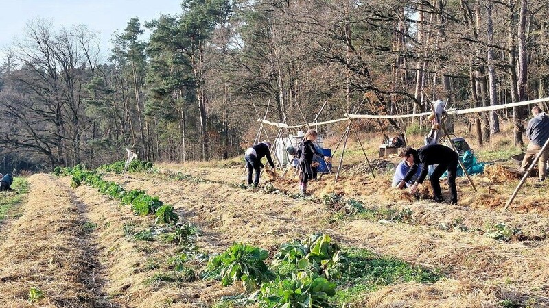 Das vergangene Jahr ist bei der Solawi in Radling sehr gut gelaufen - in Grafenwiesen will man nach der Genehmigung für das Feld ebenso erfolgreich durchstarten.