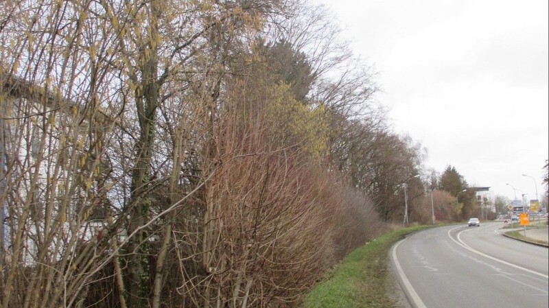 Ab kommenden Montag finden in Dingolfing in der Frontenhausener Straße (St 2111) vom "Takko-Kreisel" bis zum Krankenhausberg Gehölzpflegearbeiten statt.