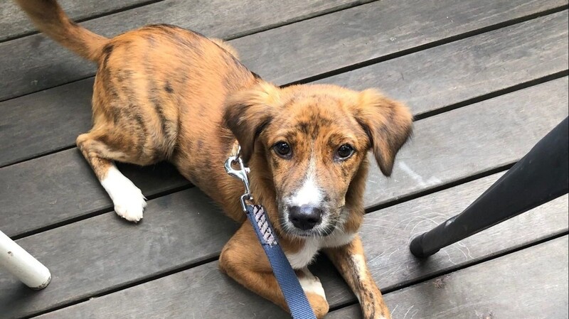 Hund Sammy ist am Flughafen München ausgebüxt.