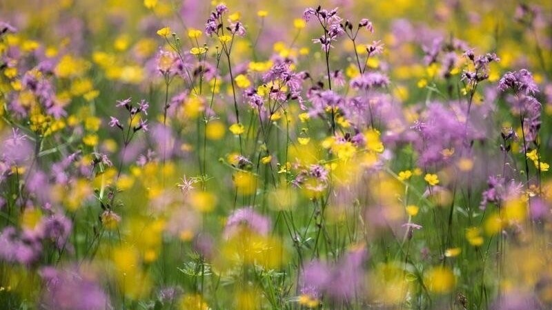 In den Sreit um mehr Artenschutz in Bayern kommt Bewegung: Der Gesetzentwurf des Volksbegehrens "Rettet die Bienen" soll im Landtag in München angenommen werden. (Symbolbild)