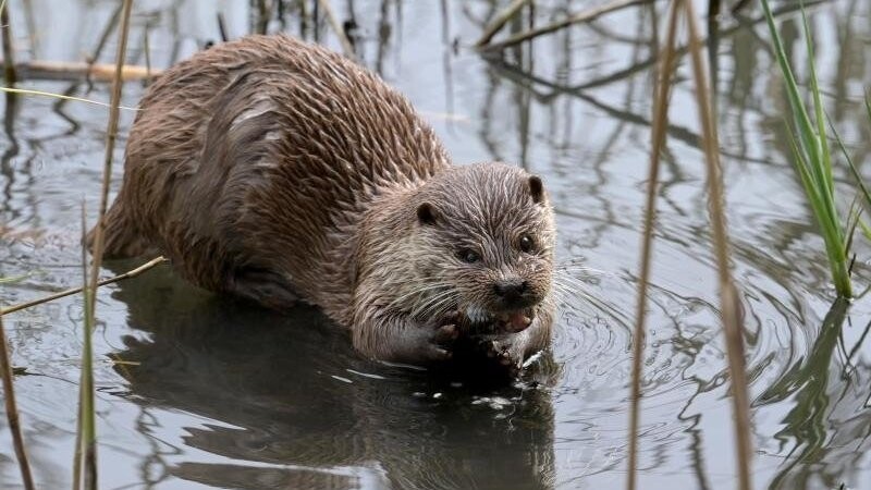 Ein Fischotter schwimmt in seinem Gehege.