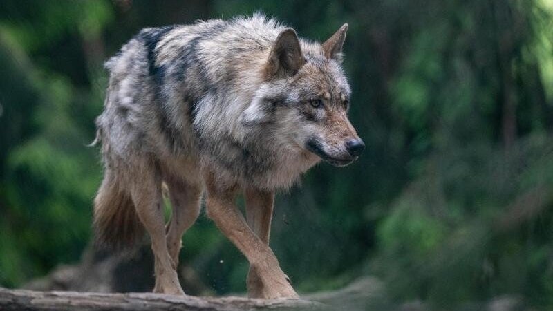 Ein Wolf spaziert im Bayerwald-Tierpark durch das Gehege.