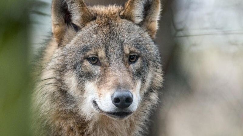 Ein Wolf soll im Landkreis Traunstein eine Ziege angegriffen haben. (Symbolbild)