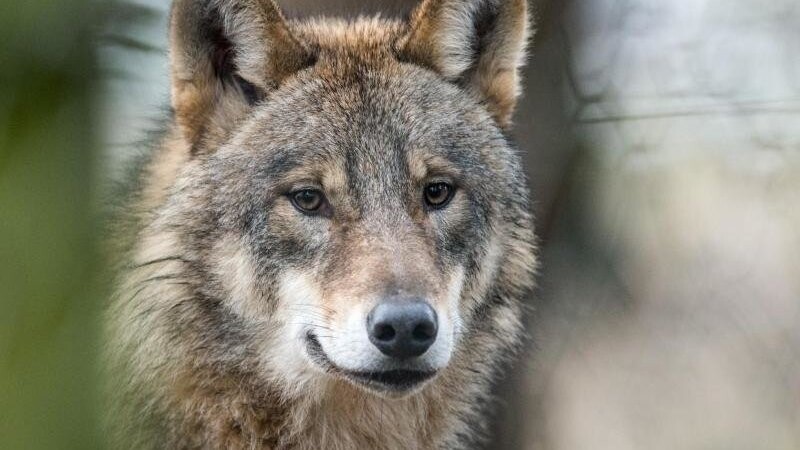 Ein Wolf soll im Landkreis Traunstein eine Ziege angegriffen haben. (Symbolbild)