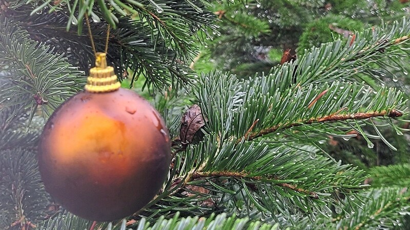 Die Mehrheit der Teilnehmer verzichtet dieses Jahr nicht auf den Christbaumkauf. (Symbolbild)