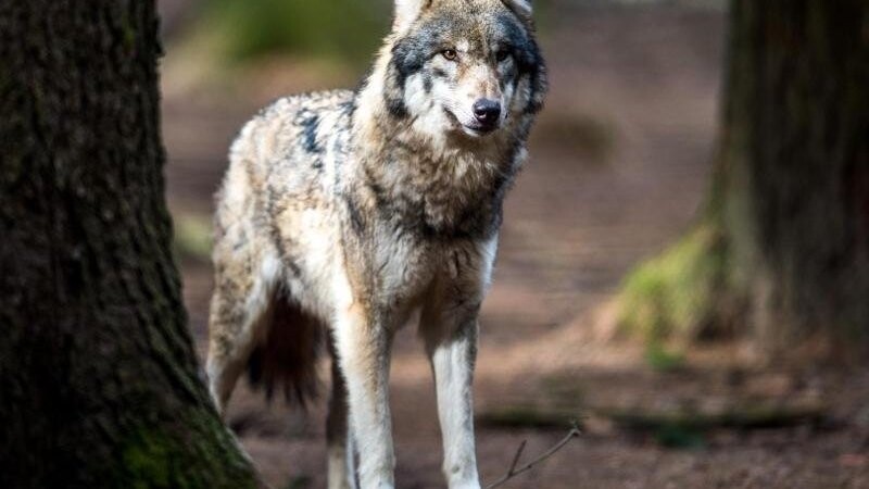 Im Allgäu wurden binnen weniger Tage mehrere tote Kälber mit teils deutlichen Bissspuren gefunden. Nun prüft das Landesamt für Umwelt (LfU), ob ein Wolf dafür verantwortlich sein könnte. (Symbolbild)