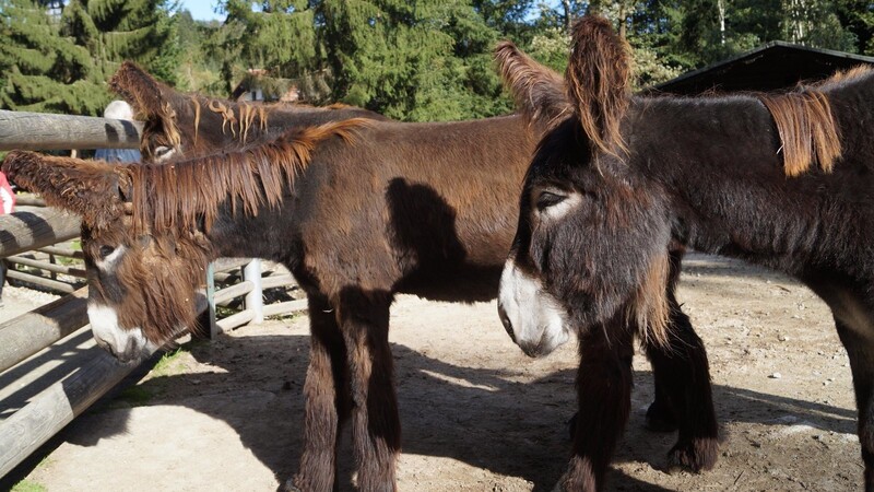 Nach der ersten Schließzeit im Frühjahr 2020 holten die guten Besucherzahlen im Bayerwald-Tierpark viel vom Versäumten wieder auf.