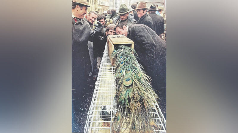 Am 3. Februar 1979 kamen die Oberellenbacher Albert Glöbl (rechts) in Betrachtung eines prachtvollen Pfaus auf dem Wasserburger Taubenmarkt mit Josef Sigl (stehend dahinter, Mitte) und Hermann Fuchs (links) vor die Linse eines "Stern"-Reporters.